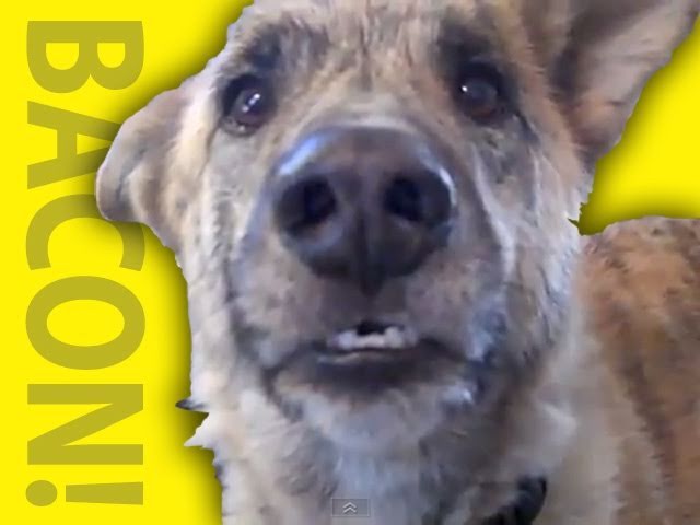 Ultimate Dog Tease Ultimate Dog Tease